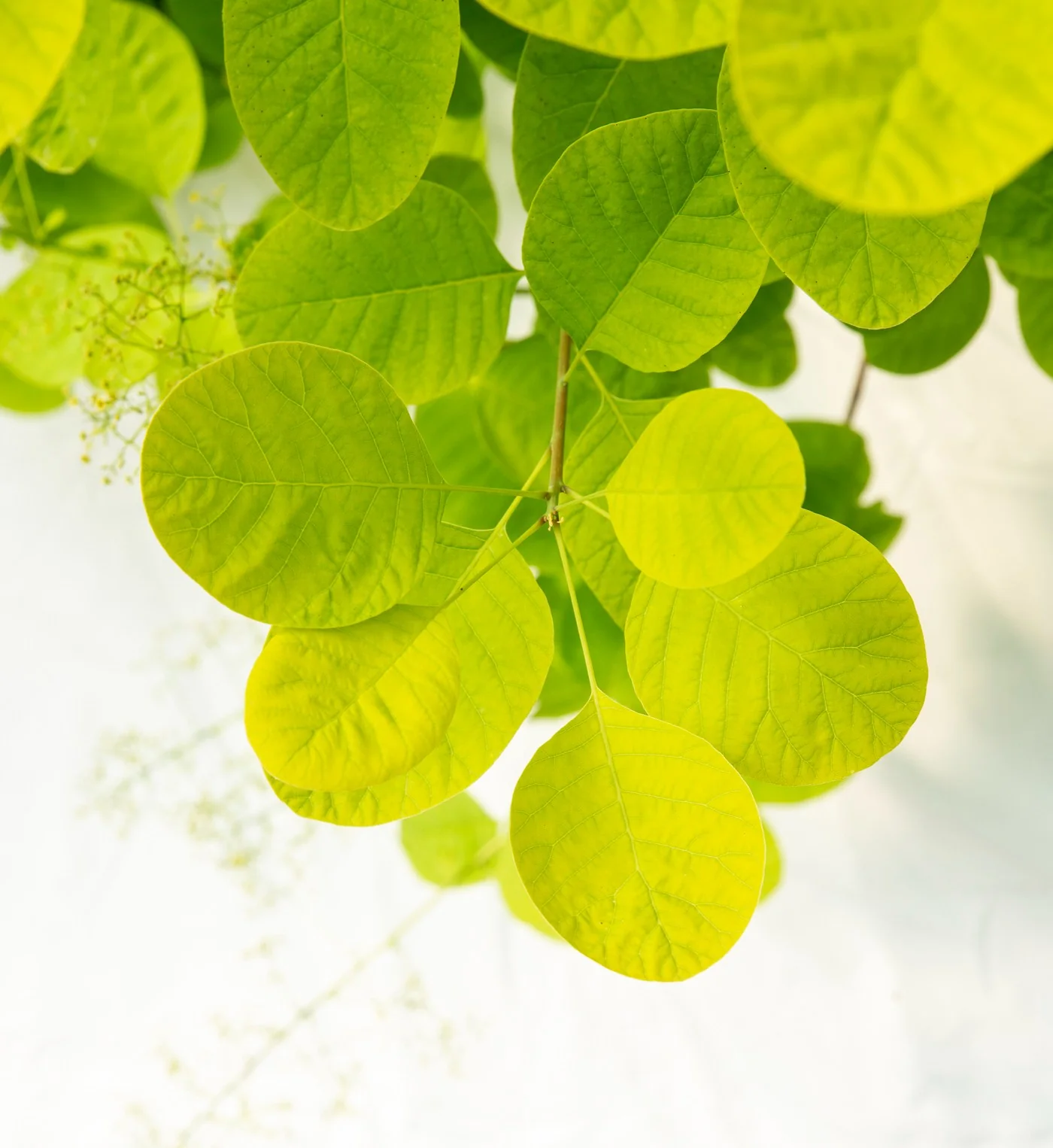 Cotinus cog. Golden Lady - Image 5