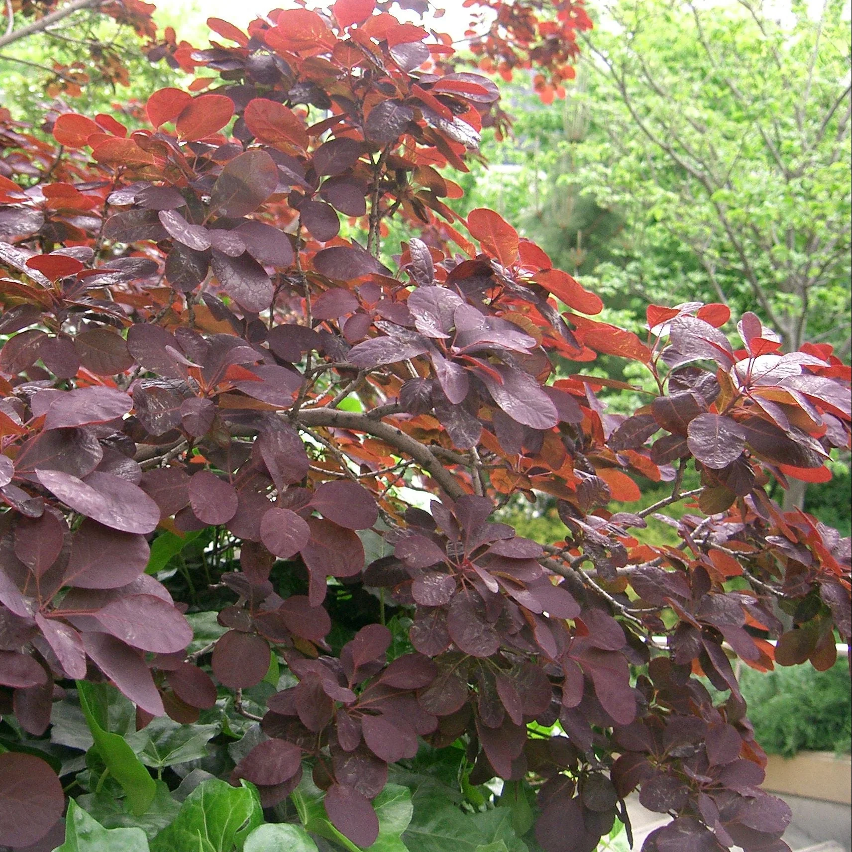 Cotinus cog. Lilla - Image 4