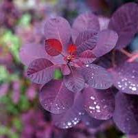 Cotinus cog. Royal Purple - Image 2
