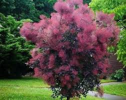 Cotinus cog. Royal Purple - Image 3
