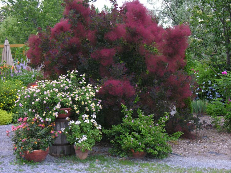 Cotinus cog. Royal Purple