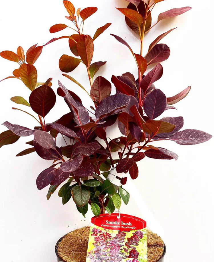 Cotinus Royal purple