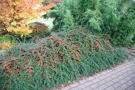 Cotoneaster Coral Beauty - Image 3