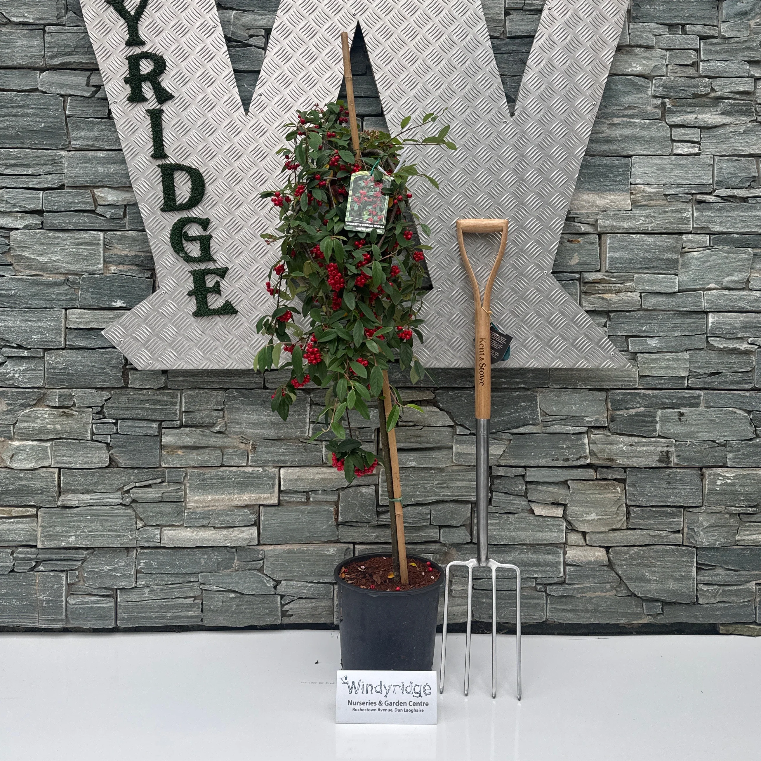 COTONEASTER HYBRIDA PENDULA