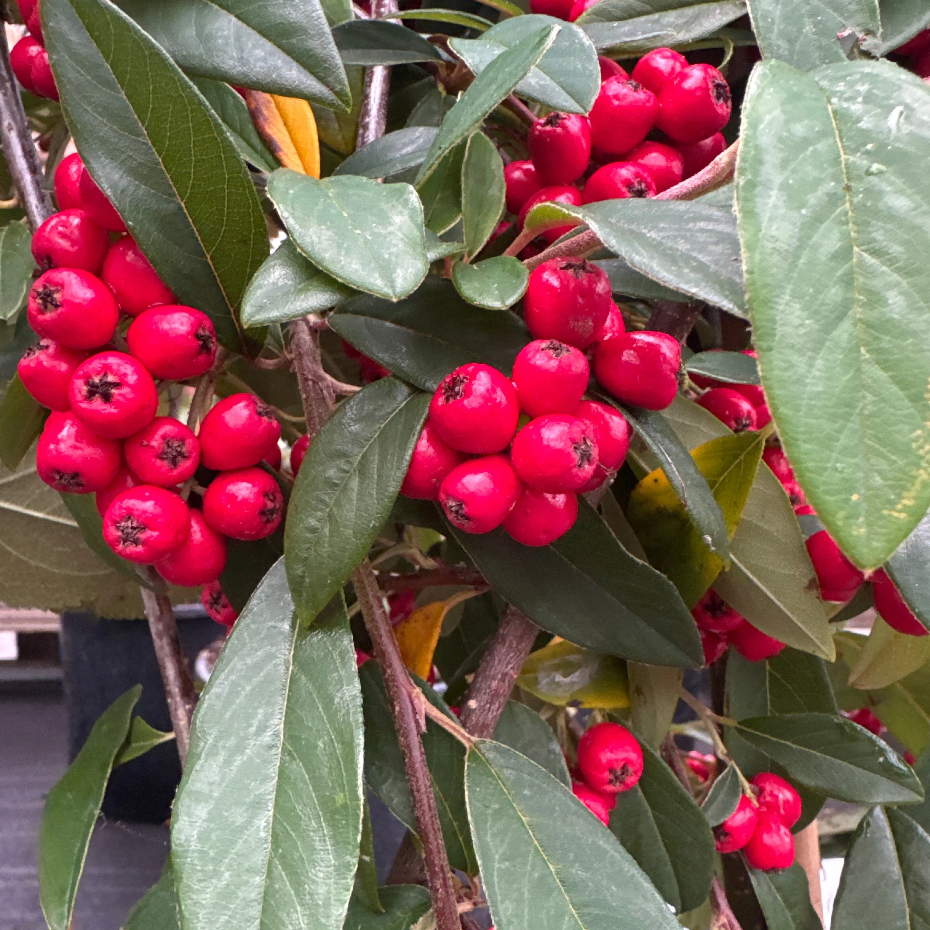 COTONEASTER HYBRIDA PENDULA - Image 2