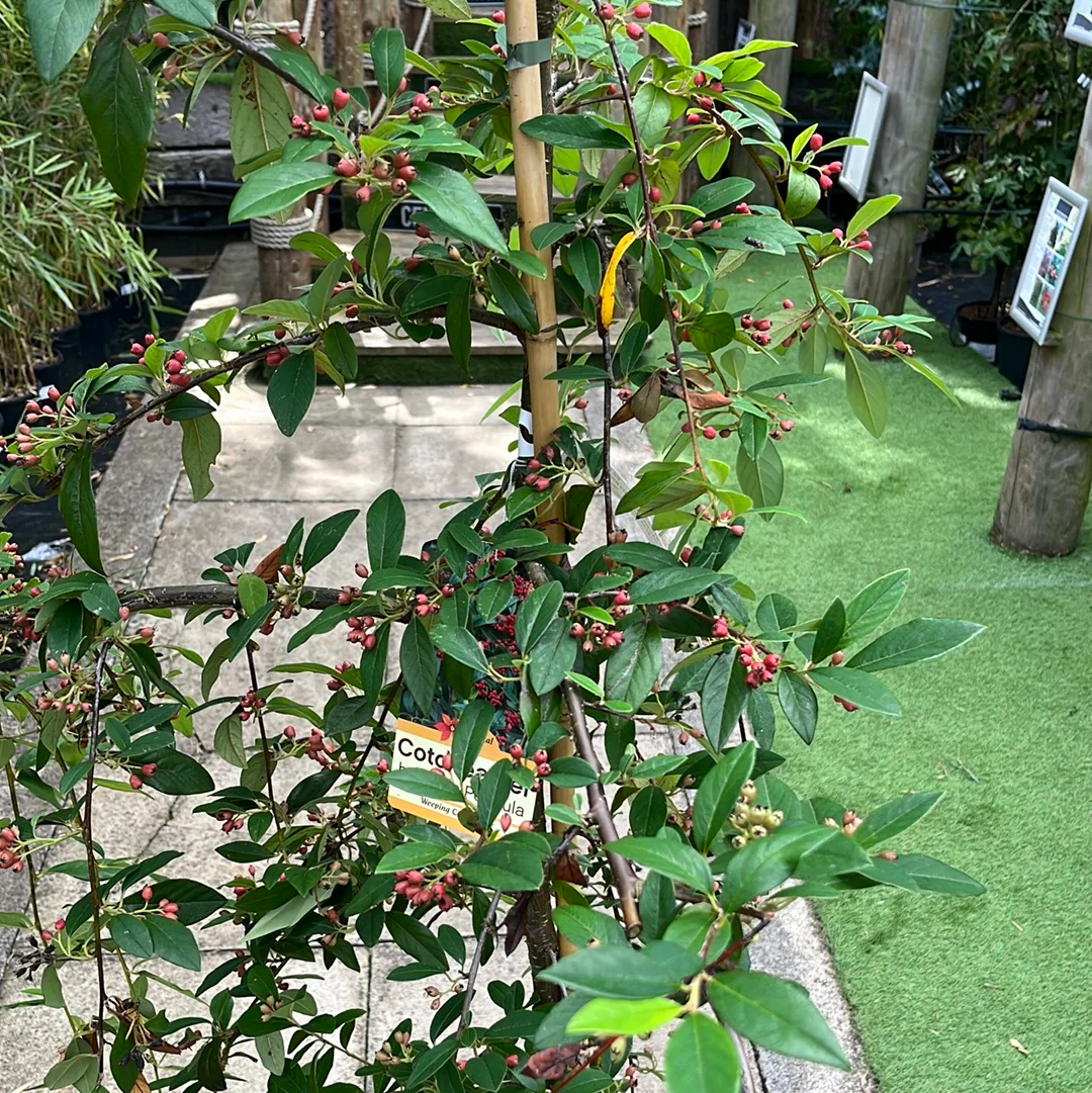 COTONEASTER HYBRIDA PENDULA - Image 2