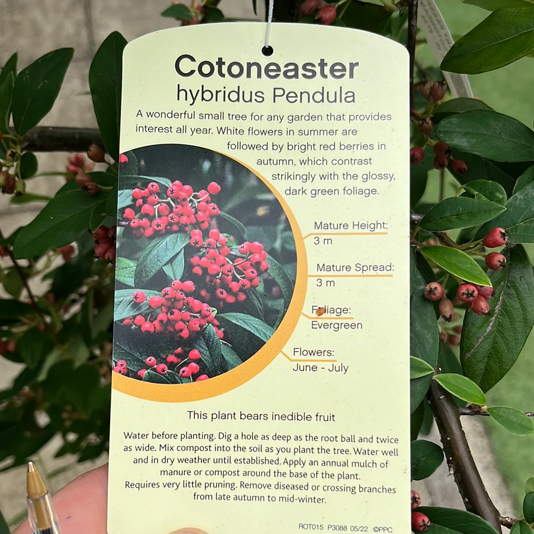 COTONEASTER HYBRIDA PENDULA - Image 3
