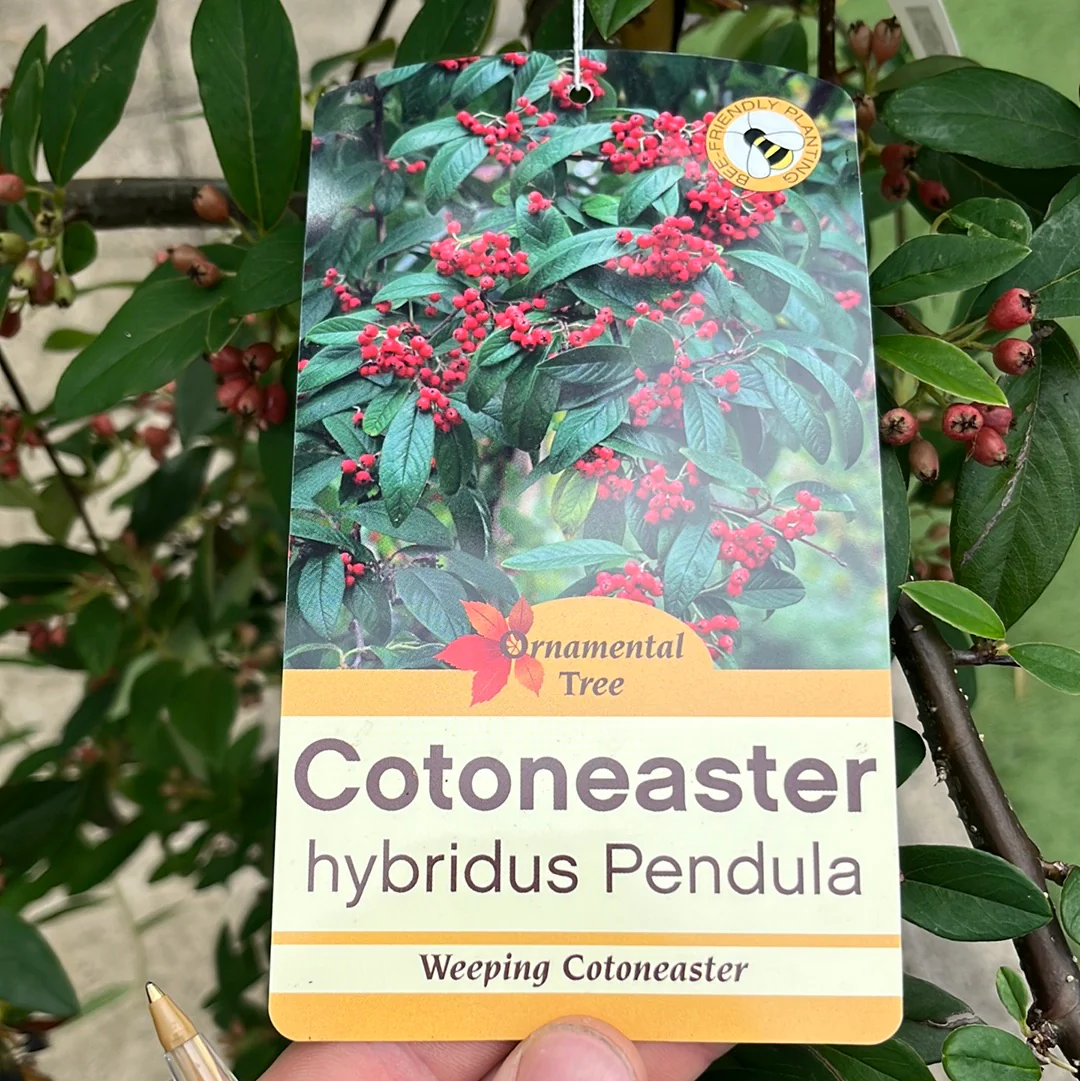 COTONEASTER HYBRIDA PENDULA - Image 4