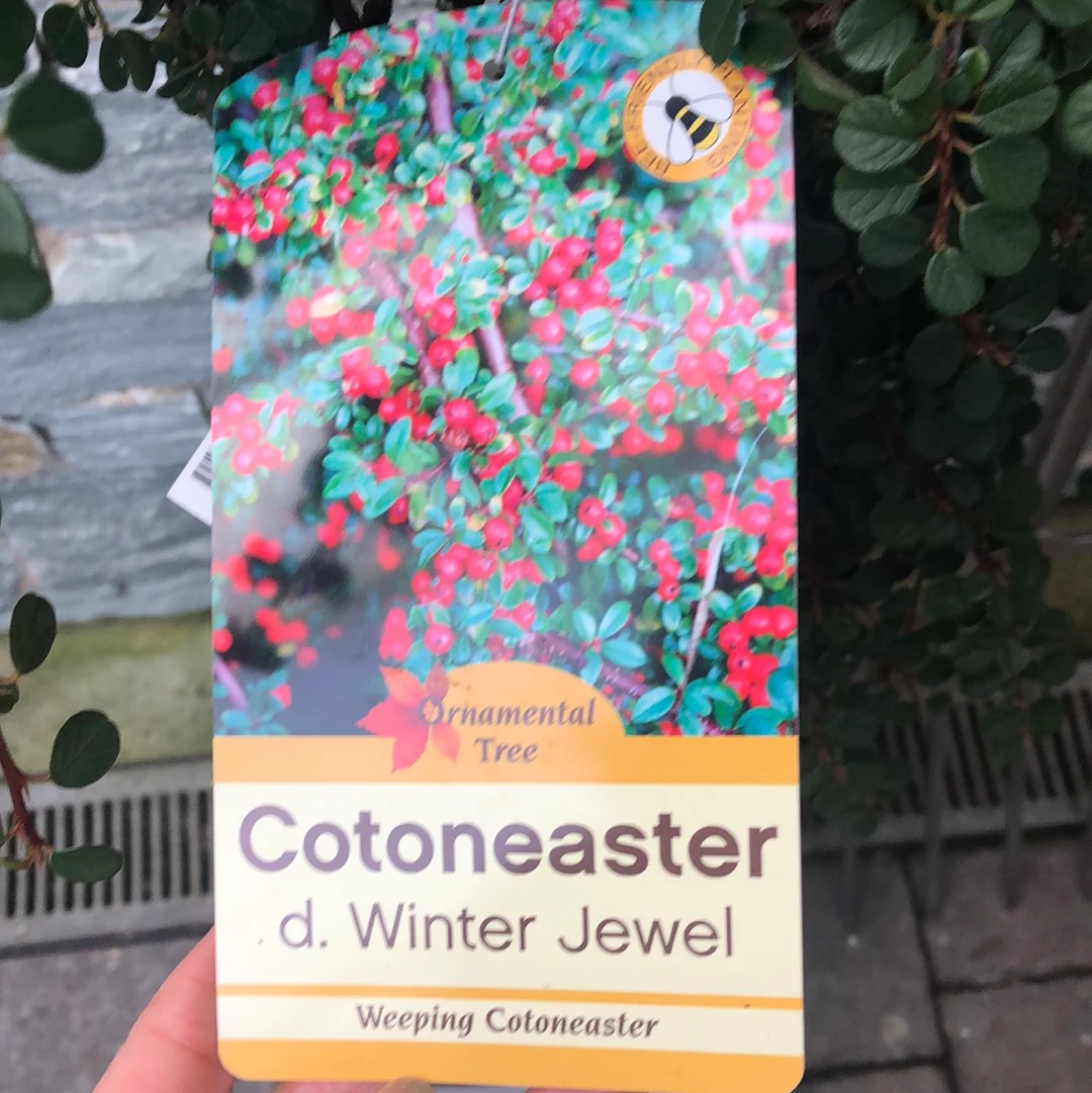 COTONEASTER WINTER JEWEL - Image 3