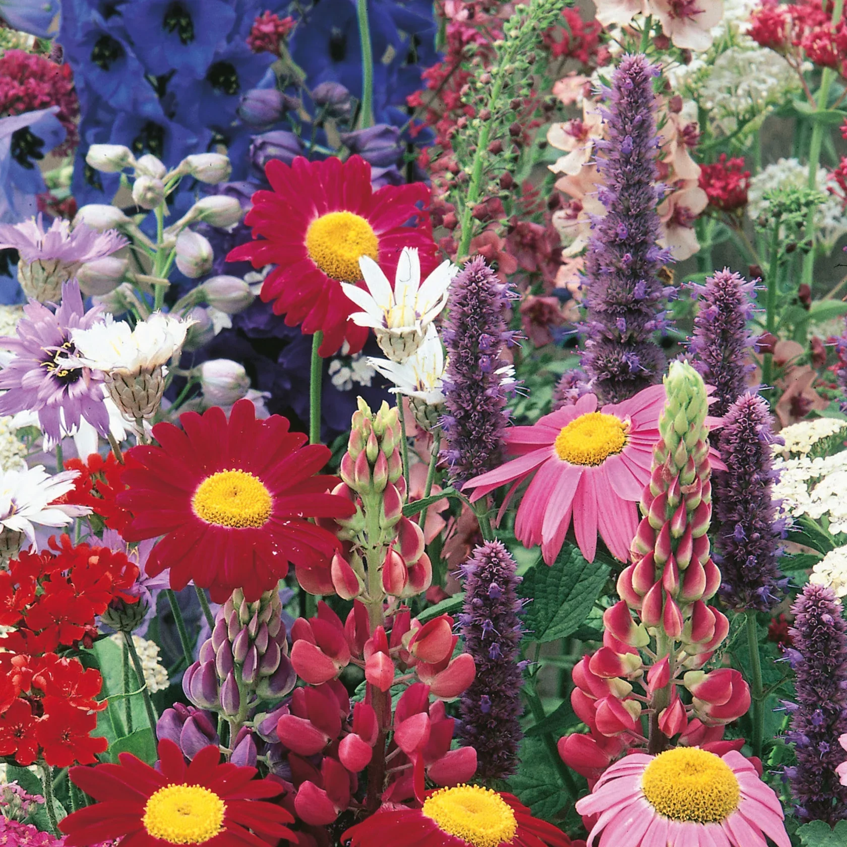 Cottage Garden Border Perennials Mix - Image 3