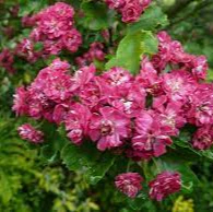 Craetagus Pauls Scarlet