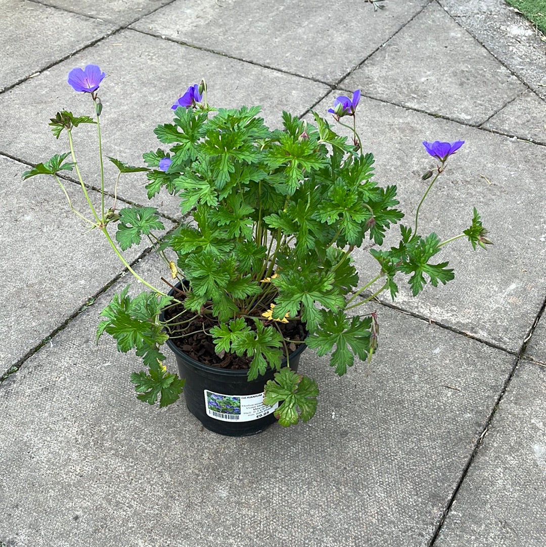 Cranesbill (Geranium Gravetye) - Image 3