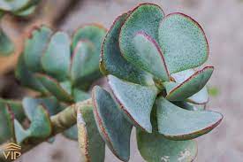 Crassula arborescens undulatifolia   P17