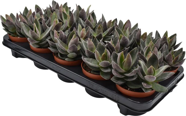 Crassula Garnet Lotus