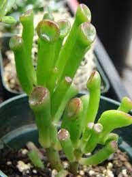 Crassula ovata Hobbit  P10.5
