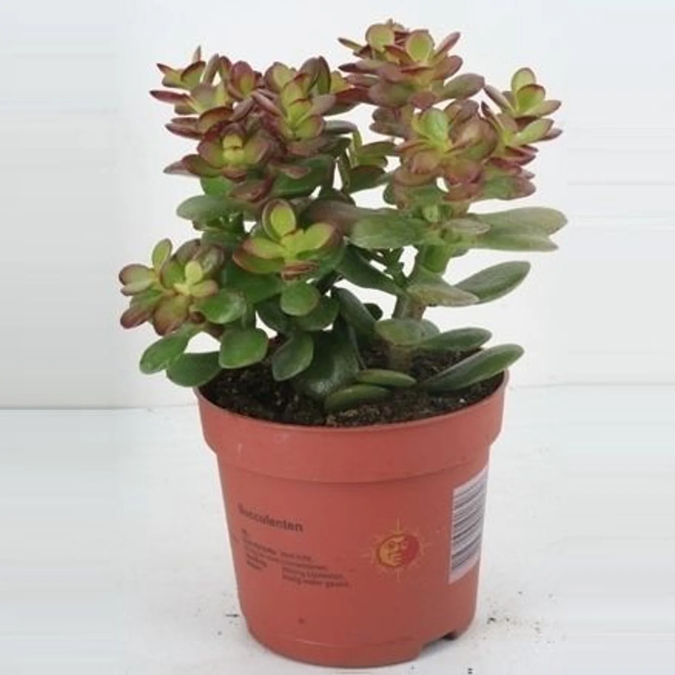 Crassula ovata Minor  P12