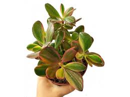 Crassula ovata Sunset Magic SuPure - Image 2