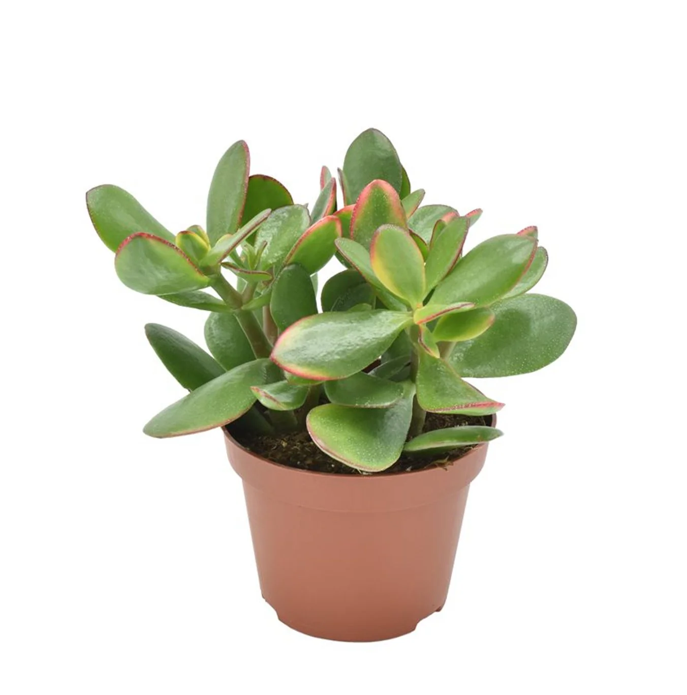 Crassula ovata Sunset  P12