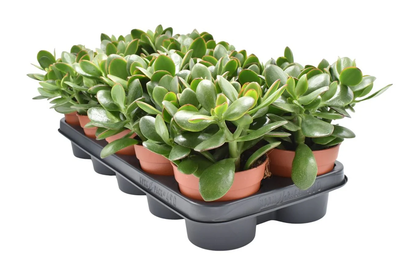 Crassula ovata Sunset  P12 - Image 2
