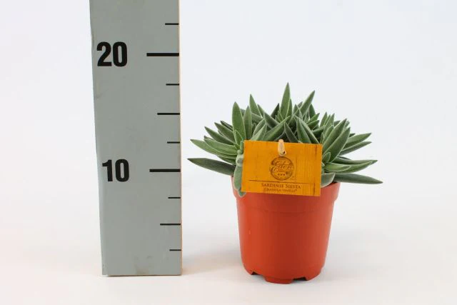 Crassula Tenelli