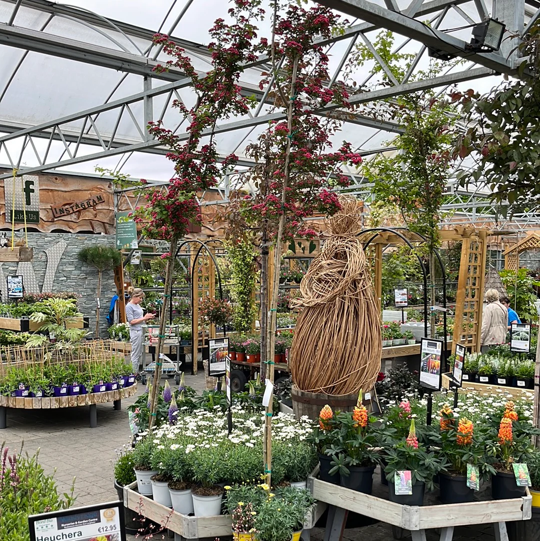 CRATAEGUS LAEV. PAUL S SCARLET CLT 35   CIRC. TR. 06 - 08 CM  STD