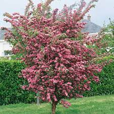 CRATAEGUS LAEV. PAUL S SCARLET CLT 35   CIRC. TR. 06 - 08 CM  STD - Image 3