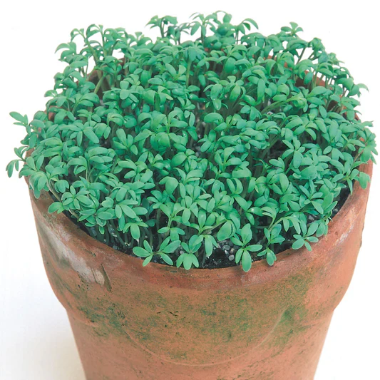Cress Extra Curled Org - Image 3