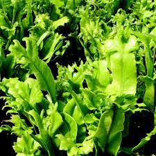 Crested Harts Tongue Fern (Asplenium Scoopendrium Cristata)