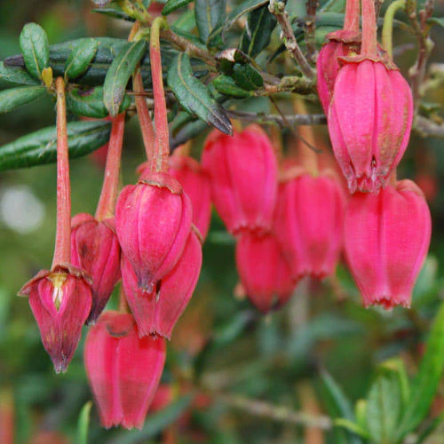 Crinodendron hookeranum