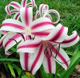 CRINUM CINTHO ALPHA