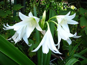 CRINUM POWELLII ALBA loose