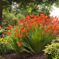 Crocosmia  Babylon