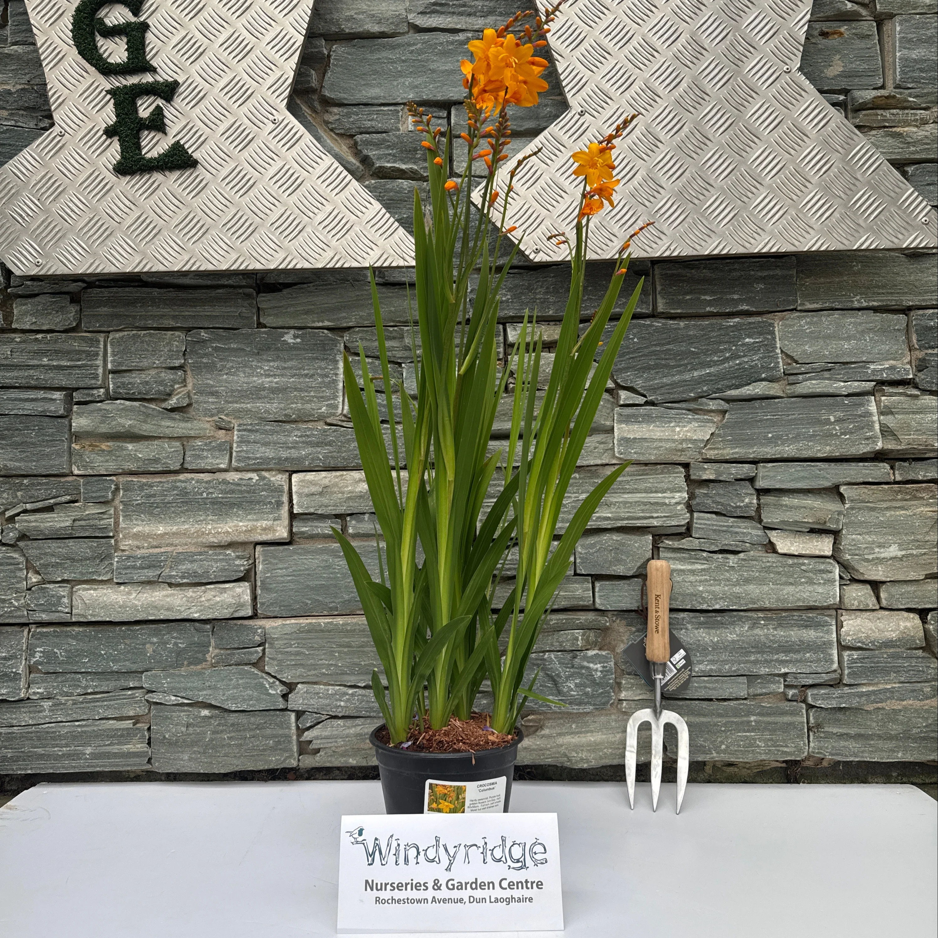 CROCOSMIA Columbus - Image 2
