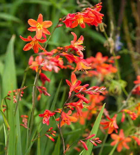 CROCOSMIA CROC. CARMIN BRILLIANT