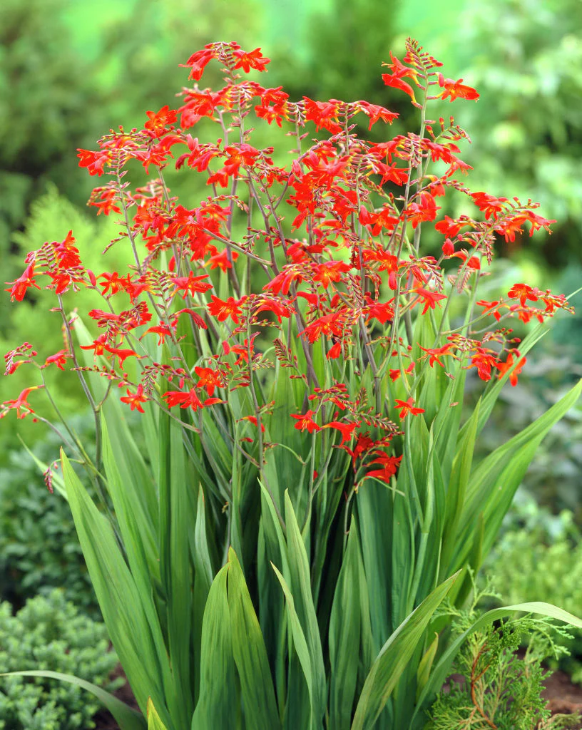 CROCOSMIA EMBERGLOW