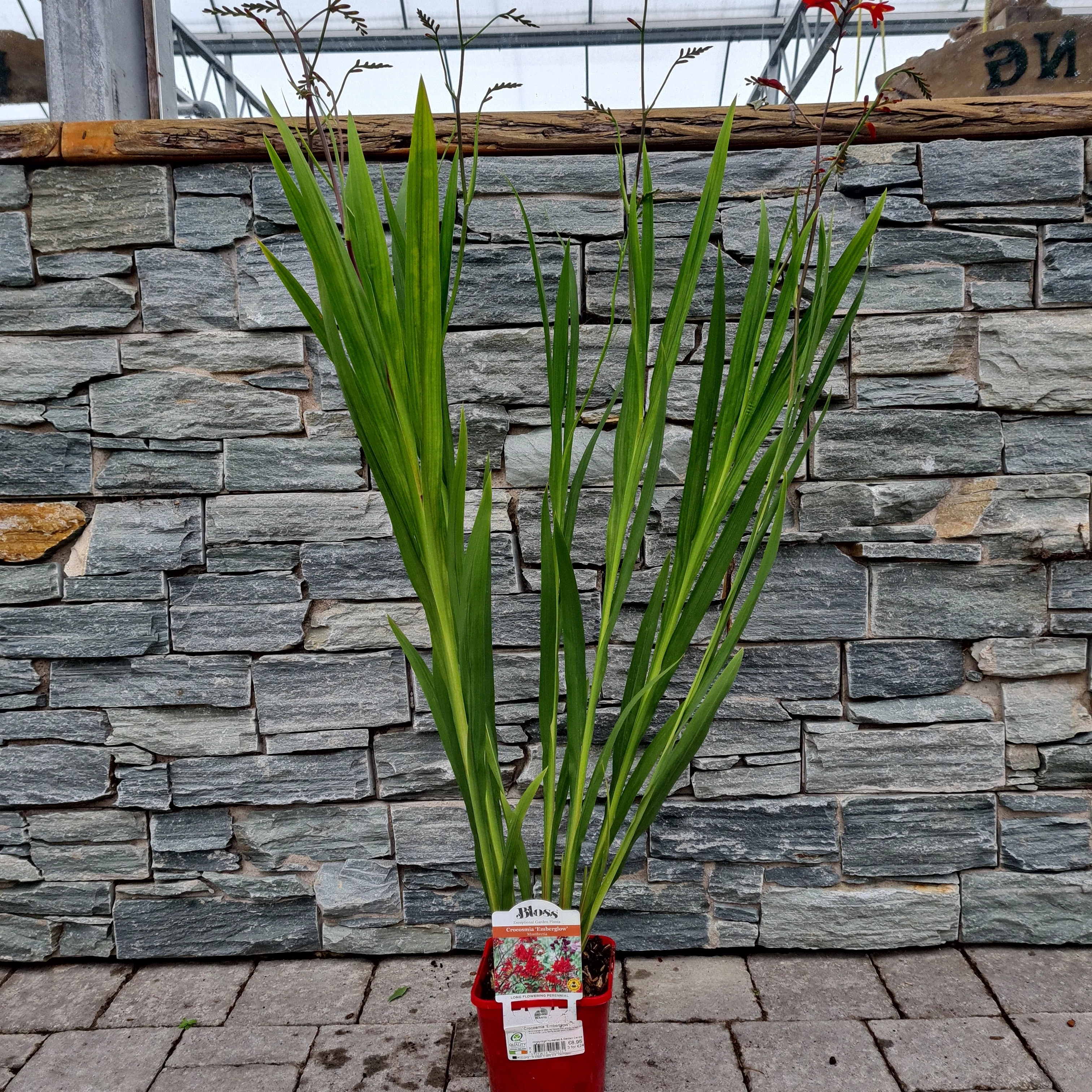 Crocosmia Emberglow Montbretia (2Ltr Pot) - Image 3