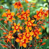 Crocosmia Emily McKenzie - Image 3