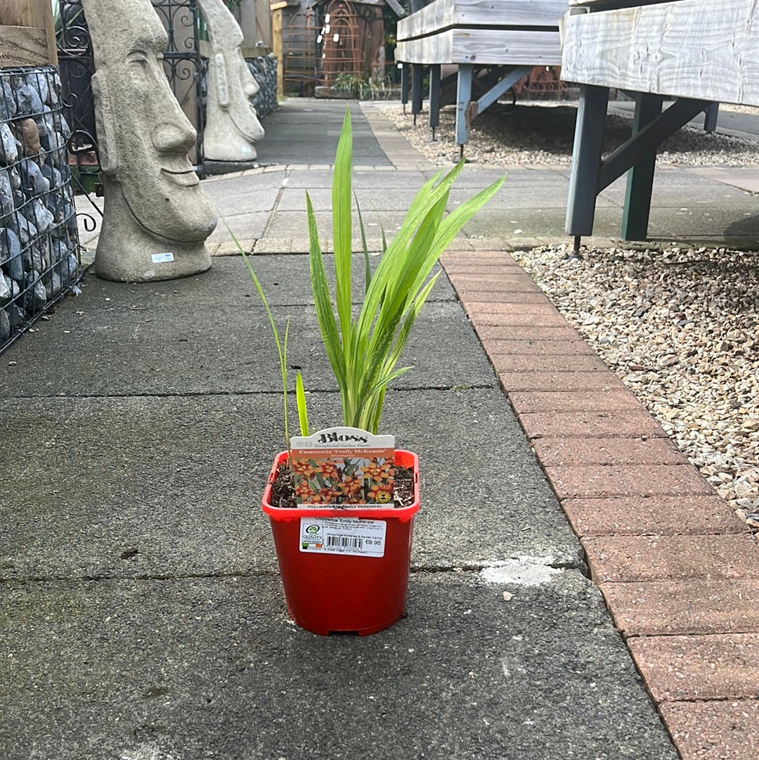 Crocosmia Emily McKenzie - Image 4