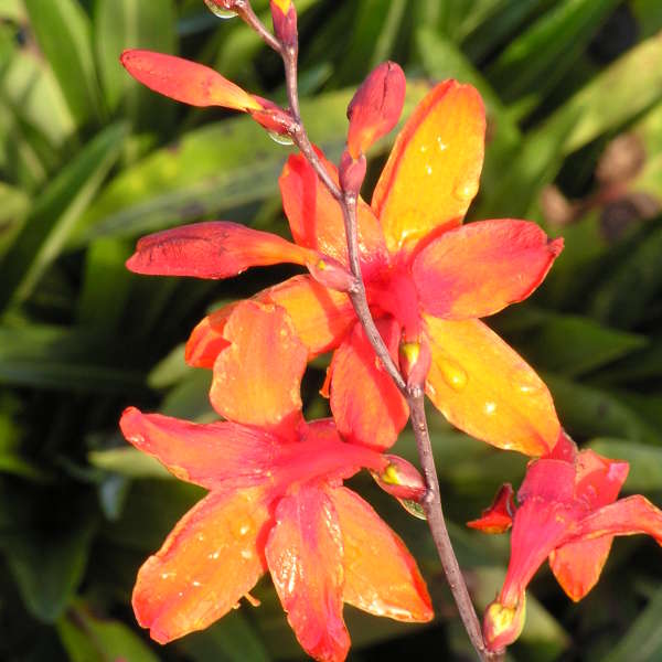 CROCOSMIA Emily McKenzie - Image 3