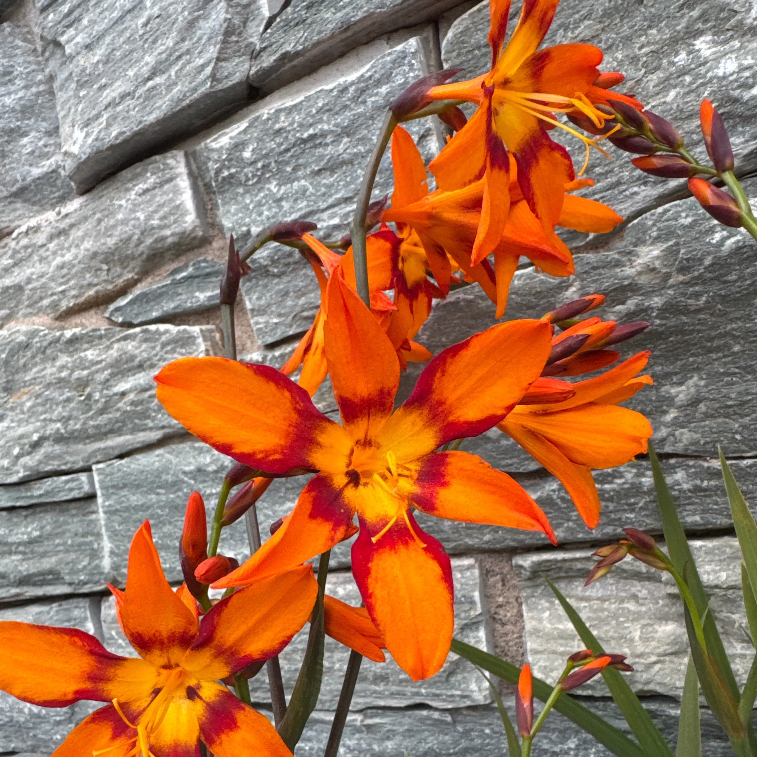 Crocosmia Emily McKenzie