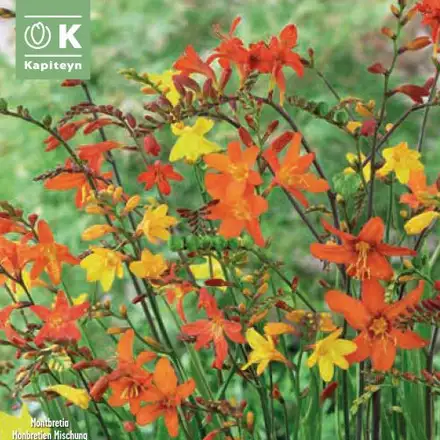 CROCOSMIA FLORAMIXED 15 - Image 2