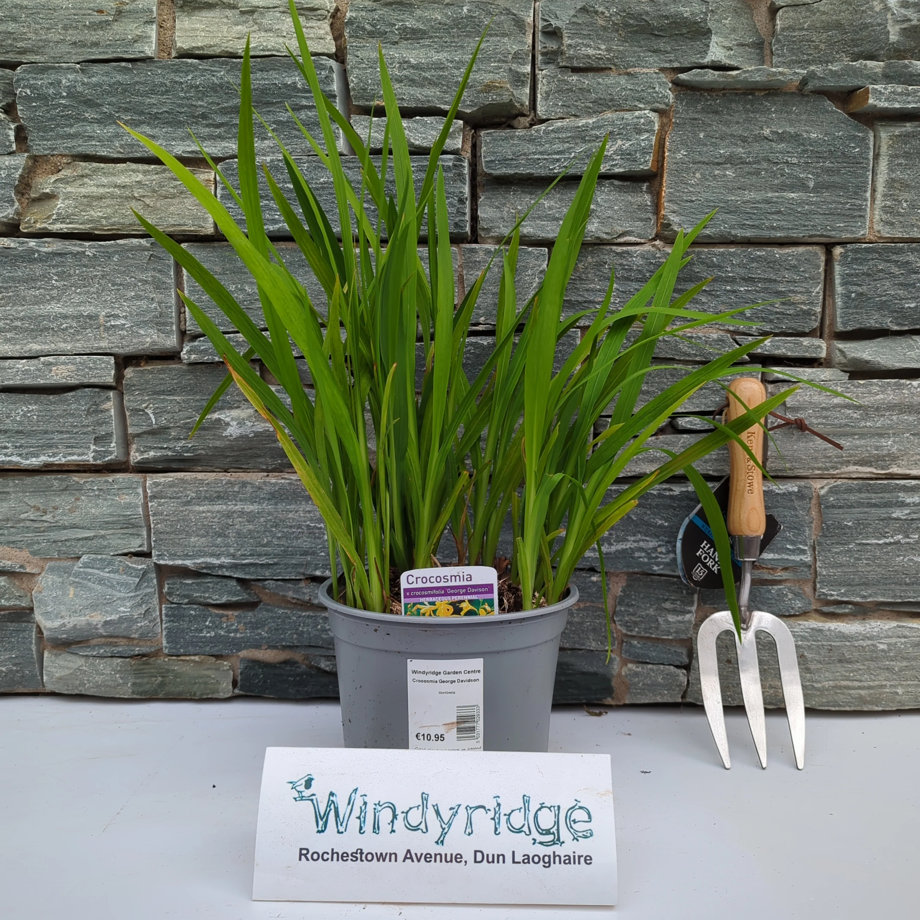 Crocosmia George Davidson - Image 2