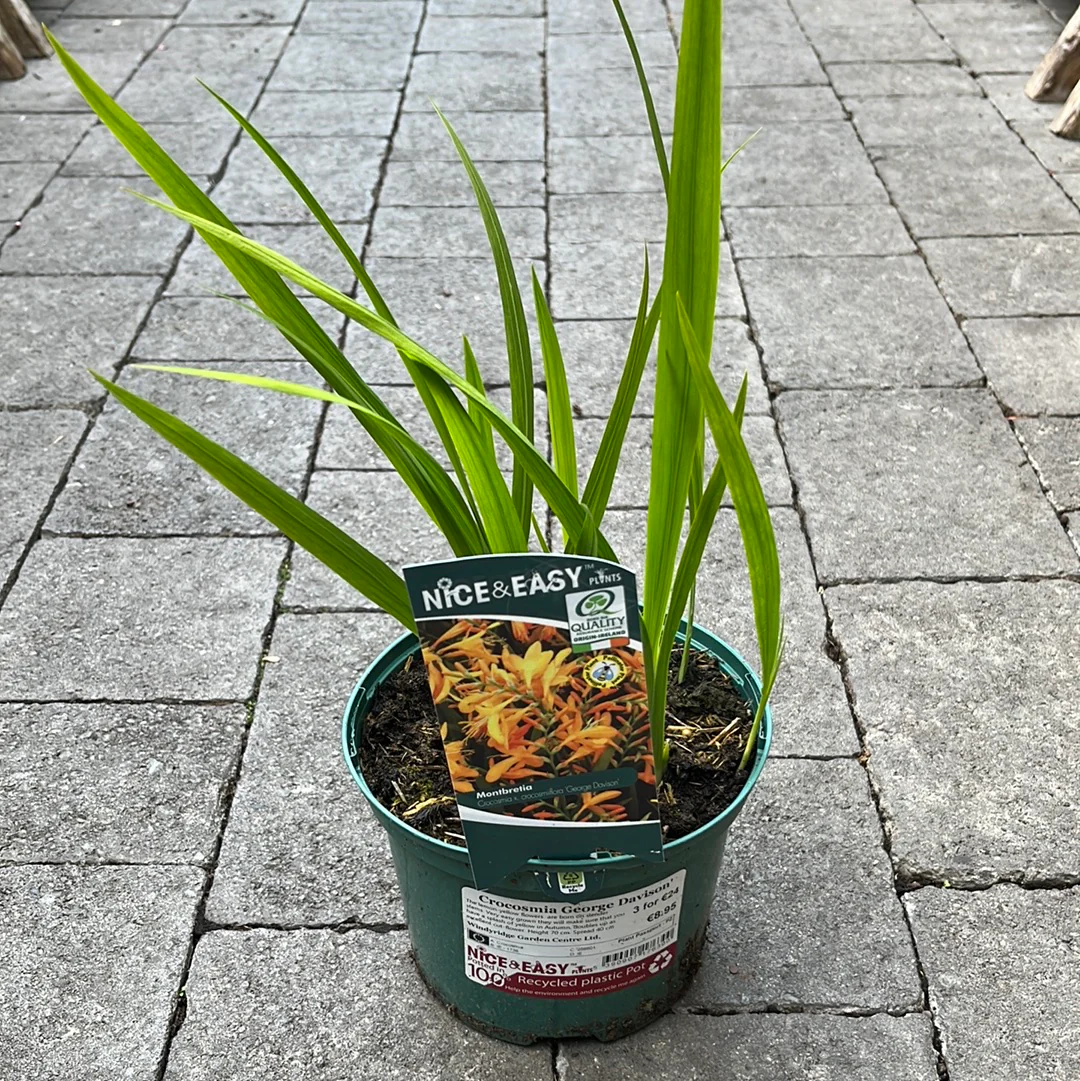 Crocosmia George Davison 2L - Image 3