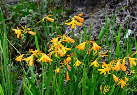Crocosmia George Davison 2L - Image 4