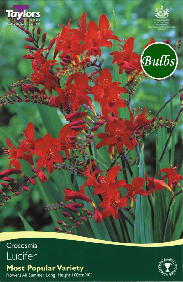 CROCOSMIA LUCIFER 15