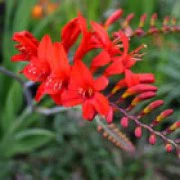 Crocosmia 'Lucifer' - Image 2