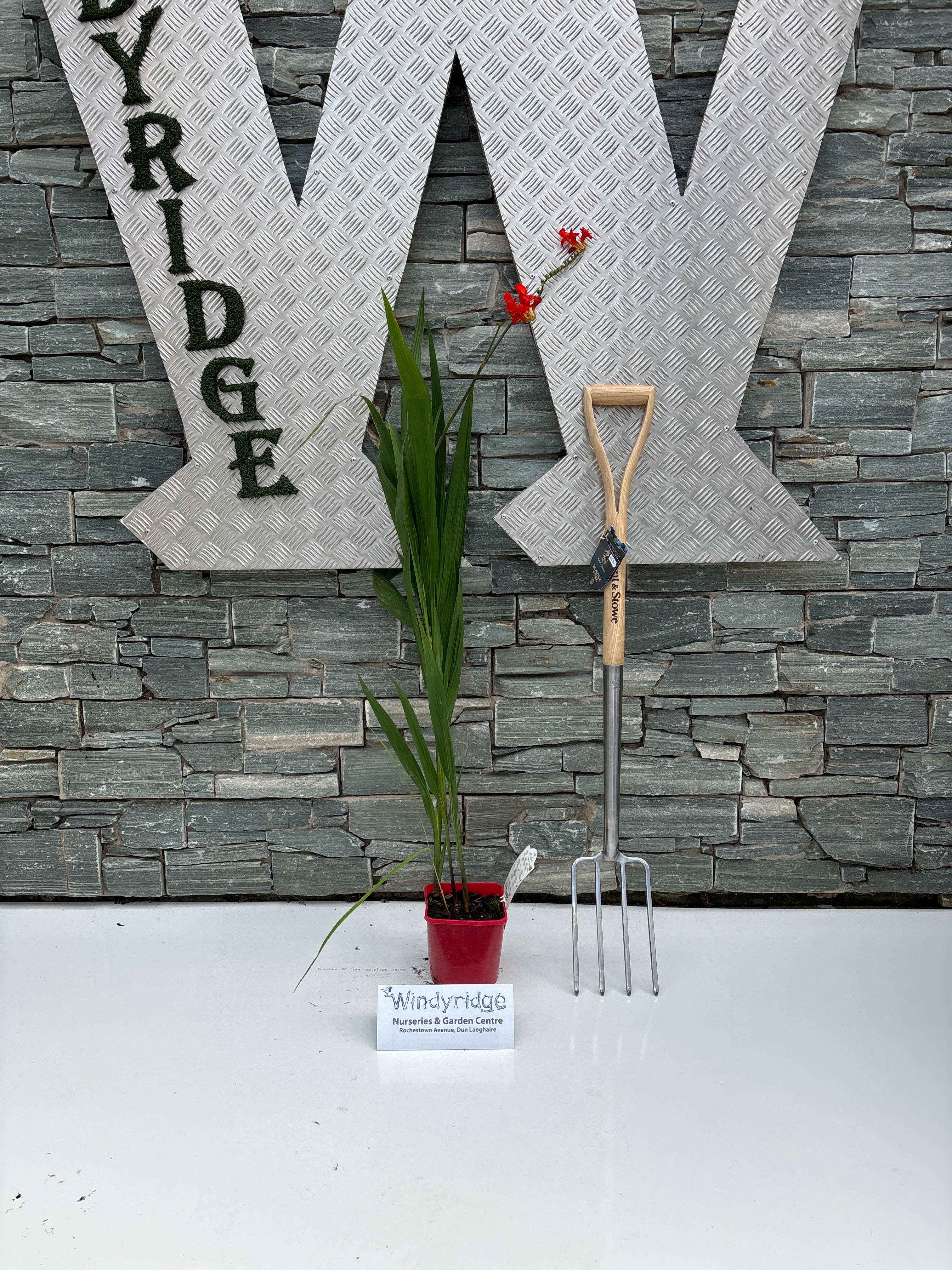 Crocosmia 'Lucifer' - Image 3