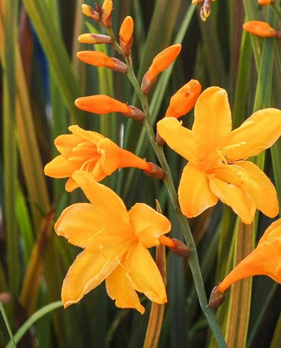 Crocosmia Twilight Fairy Gold