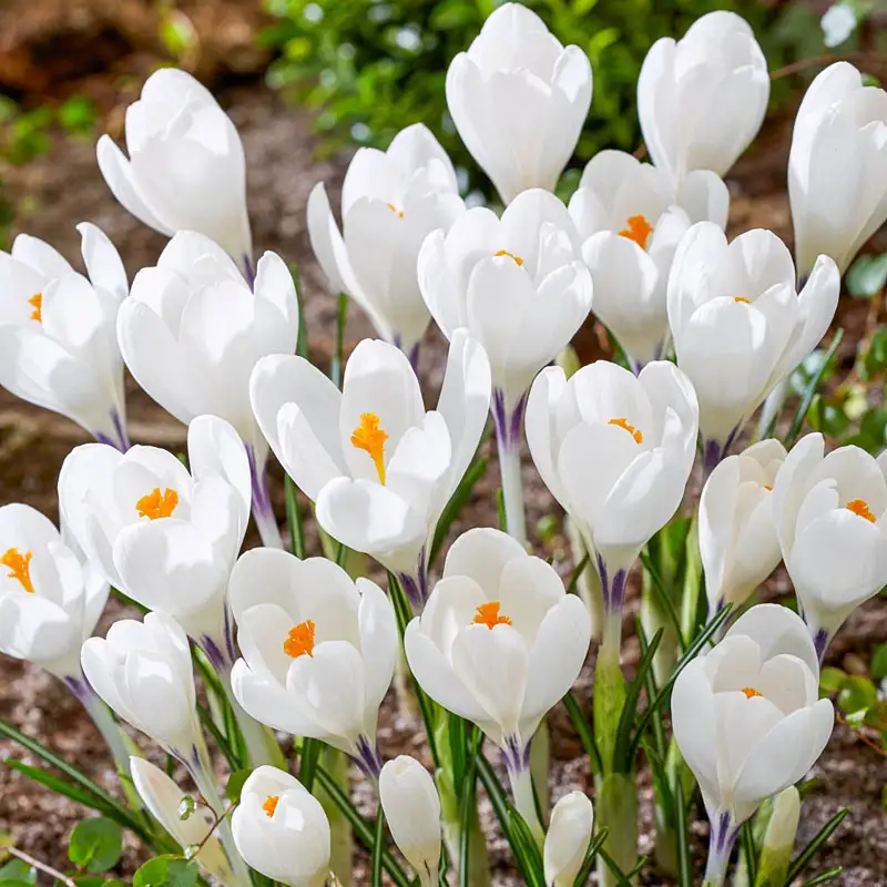 CROCUS ICE QUEEN 25 - Image 2
