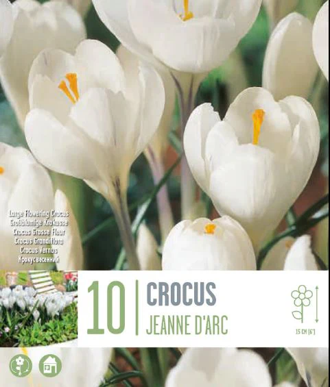 CROCUS JEANNE D ARC X 10